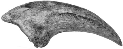 tyrannosaurus rex claw